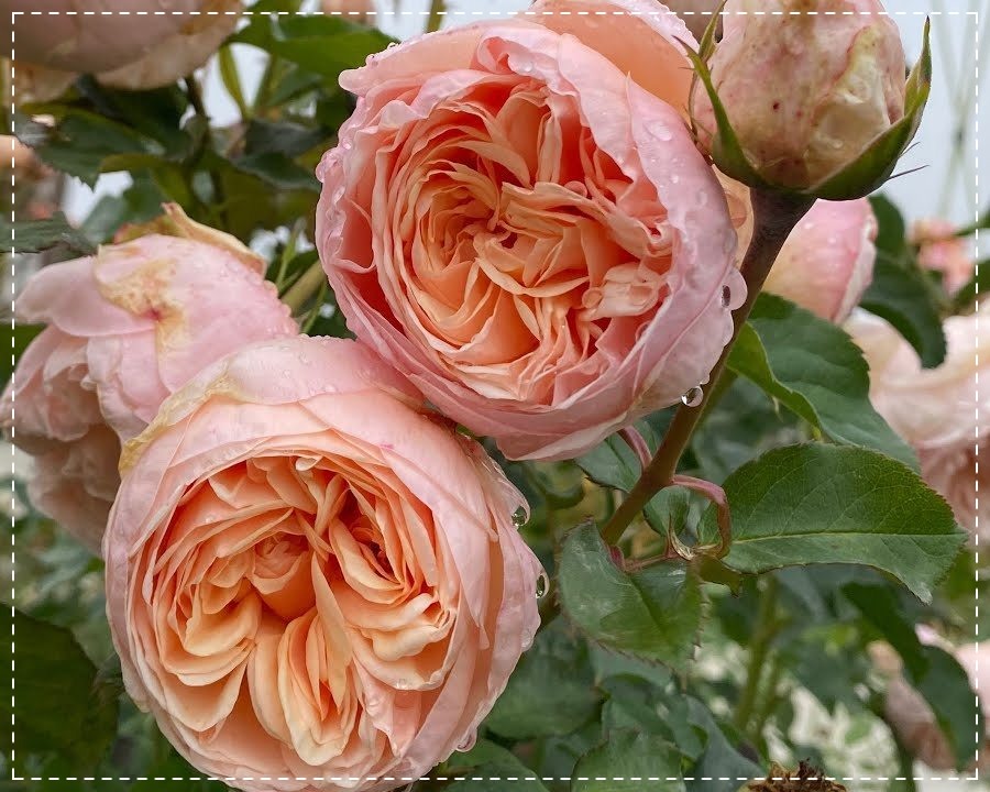 Belle Romantica róża wielkokwiatowa